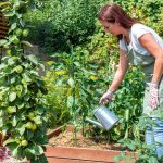 Polievanie úžitkových rastlín v záhrade