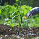 Zavlažovanie rastlín v úžitkovej záhrade