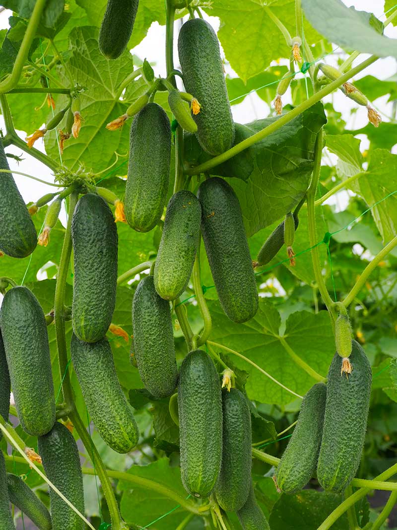 Skorá partenokarpická nakladačka ‘Apalosa F1’ s geneticky nehorkými plodmi je vhodná pre všetky oblasti pestovania uhoriek.