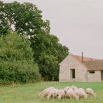 Trávnatá plocha pred farmou so stádom pasúcich sa oviec.