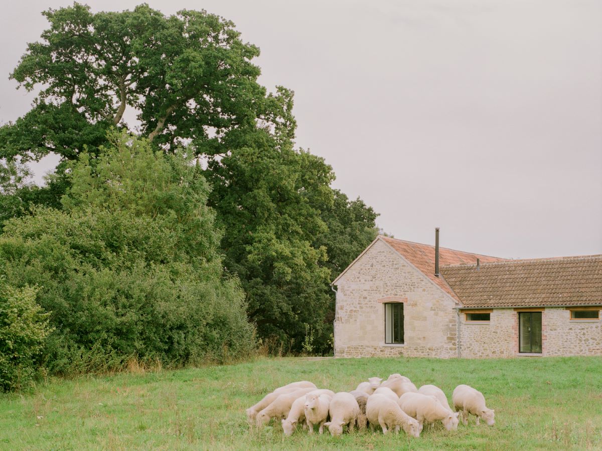 Trávnatá plocha pred farmou so stádom pasúcich sa oviec.