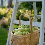 Pletený košík s jablkami.