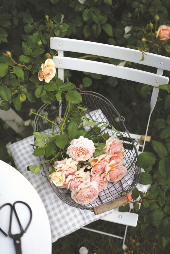 Drôtený košík s ružovožltými ružami na bielej stoličke na záhrade.