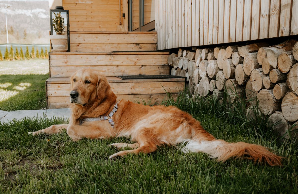 Pes ležiaci na tráve pri drevených schodoch dreveného domčeka.