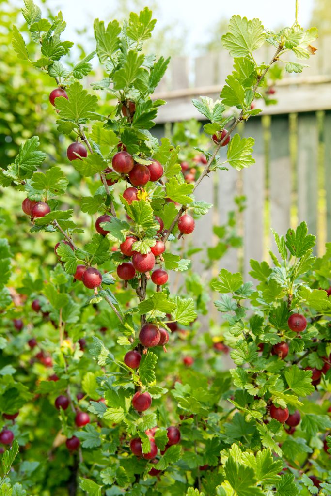 Bush,Gooseberry,With,Ripe,Berries