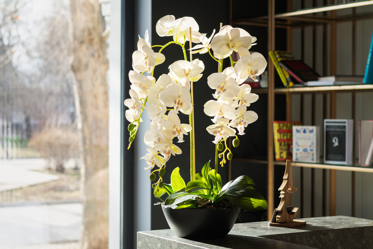 Biela orchidea v kvetináči