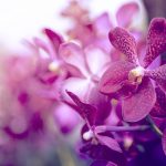 Fialová orchidea v kvetináči