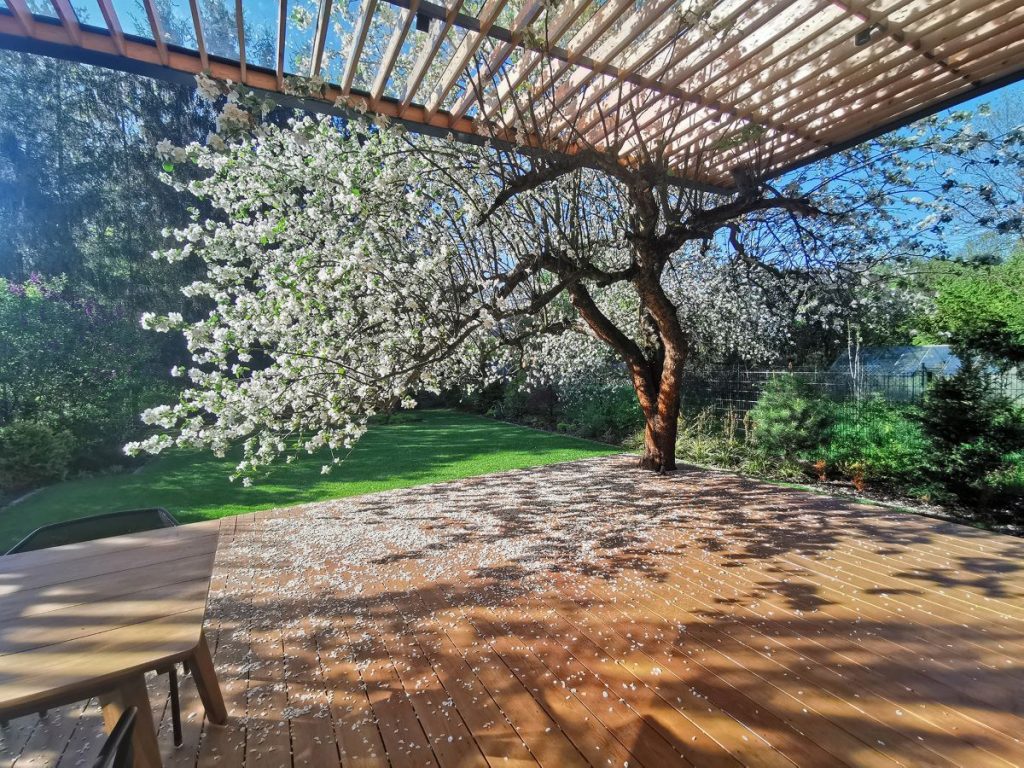 Drevená terasa domu, ktorej súčasťou je jabloň v kvete.