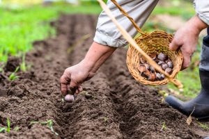 Jesenné sadenie cibule a cesnaku má oproti jari viacero výhod. Viete, ako pri nej správne postupovať?
