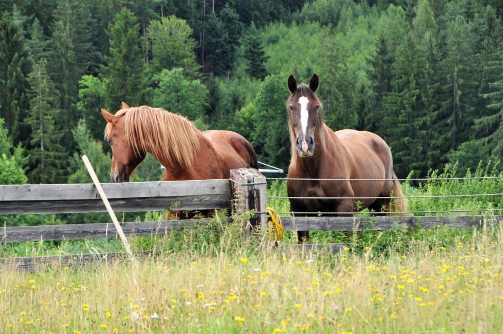 Dva hnedé kone za ohradou.