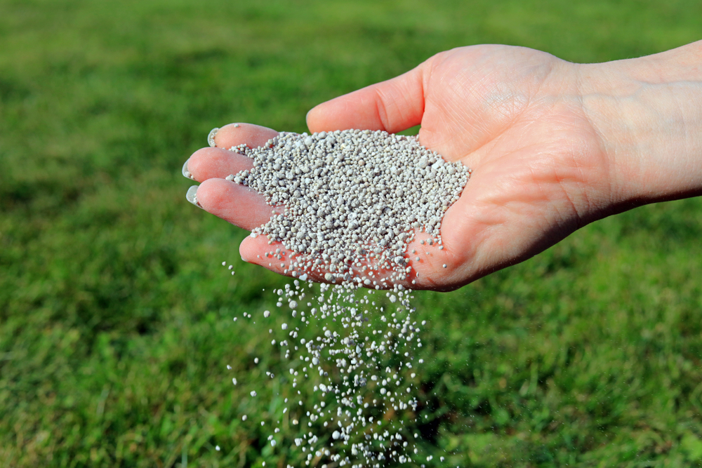 Sivé granulované hnojivo, ktoré sa sype z ruky.