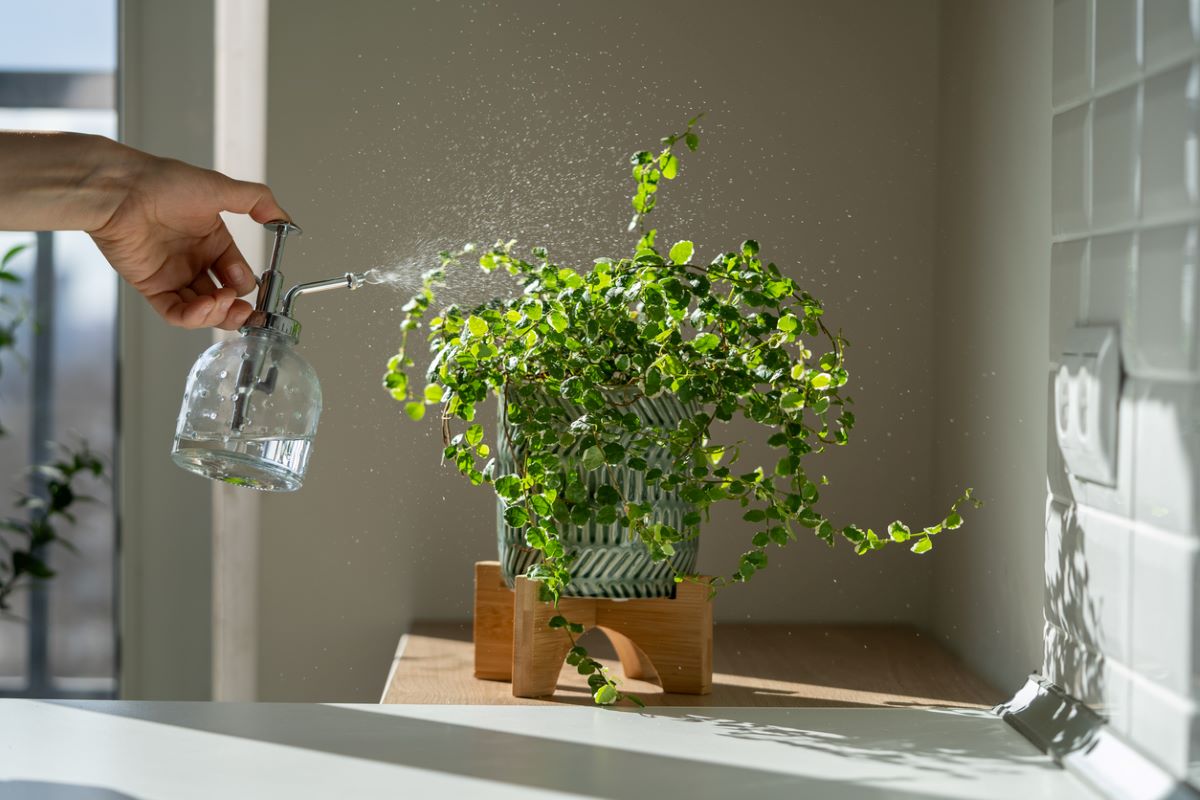 Poprašovanie rastliny v interiéri vodou.