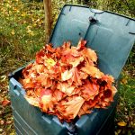 Jesenné javorové lístie v kompostéri.