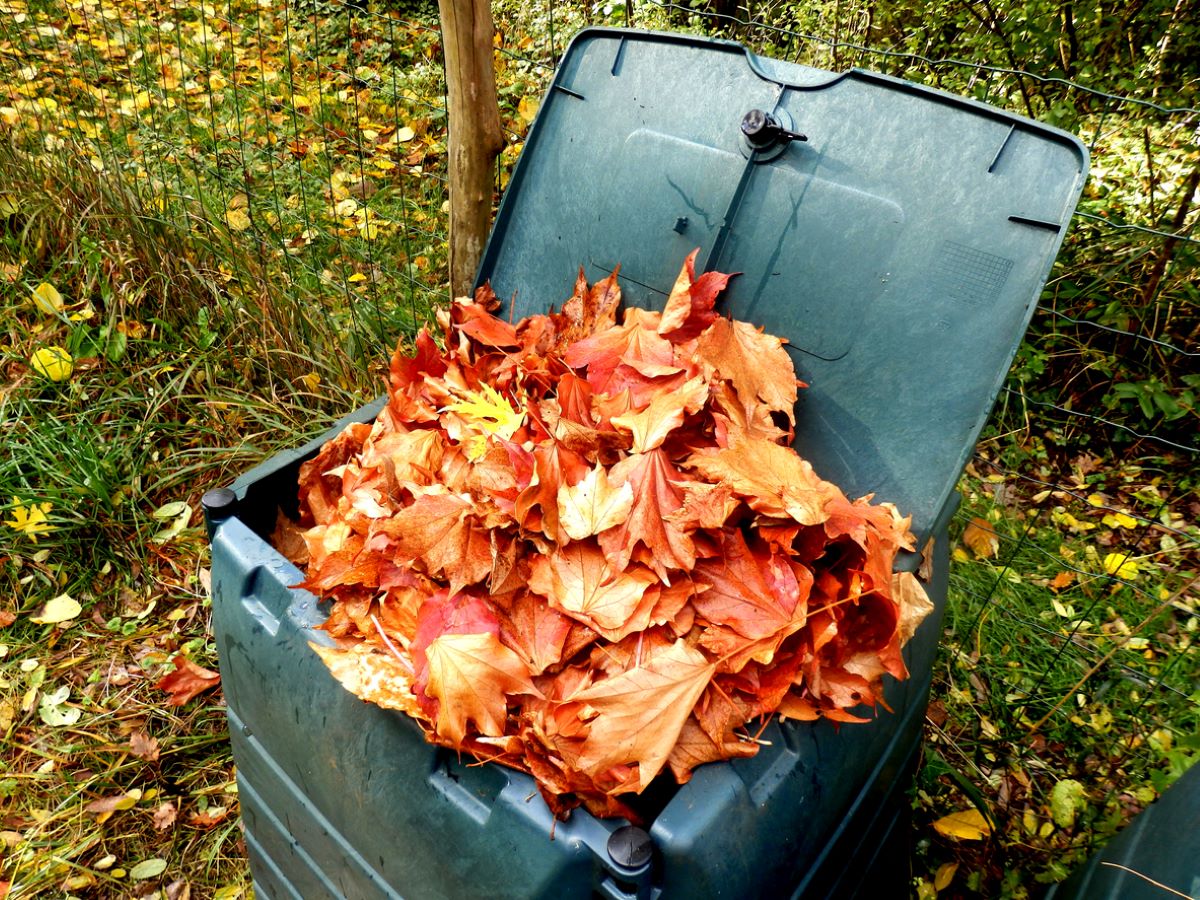 Jesenné javorové lístie v kompostéri.