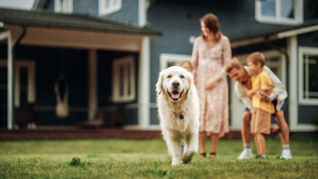 Zlatý retríver kráča po dvore pred rodinným domom s rodinou a deťmi