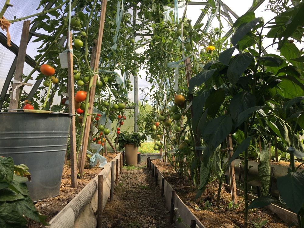 Hriadky paradajok dozrievajúcich v skleníku.