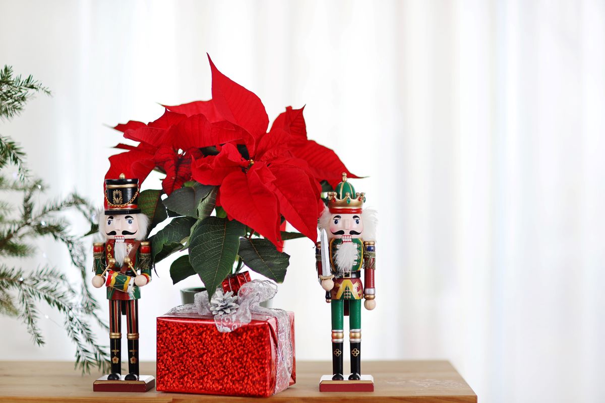 Vianočná ruža na stole so zabaleným darom a postavami z Luskáčika.