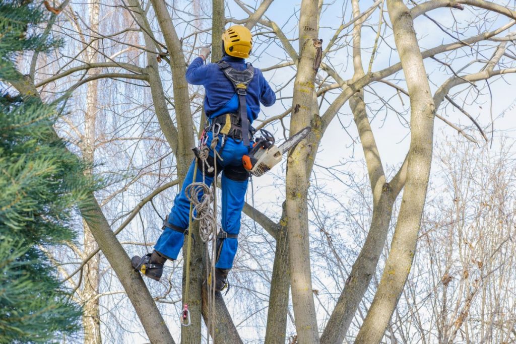 Arborista na strome.