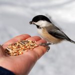 Vták sediaci na dlani so semiačkami.