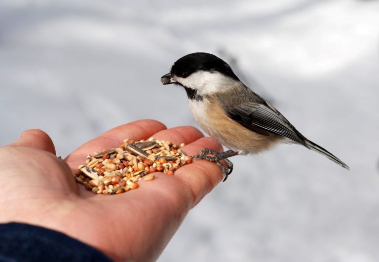 Vták sediaci na dlani so semiačkami.