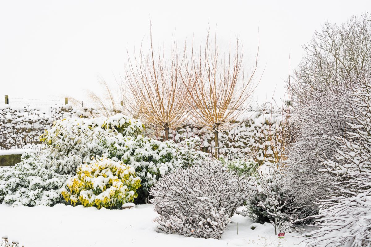 Záhrada so stromami a krami v zime pod snehom.