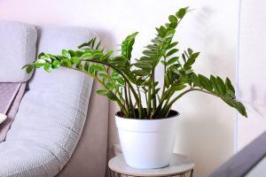 Zamiokulkas je ideálnou rastlinou pre zábudlivcov. 3 triky, ako mu pomôcť k bohatým výhonkom