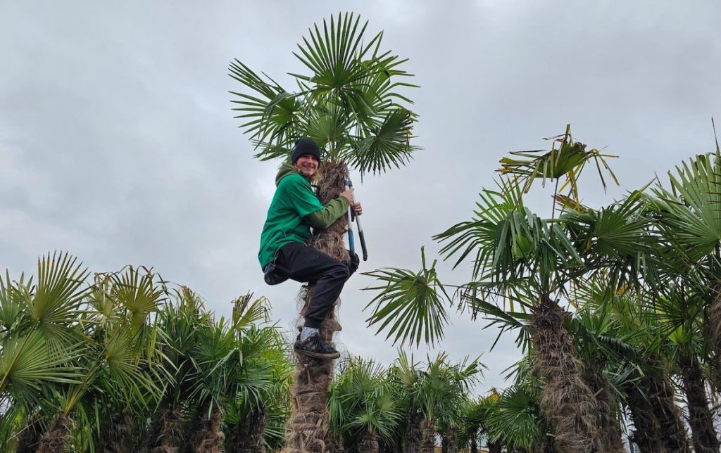 Mladý muž na palme.