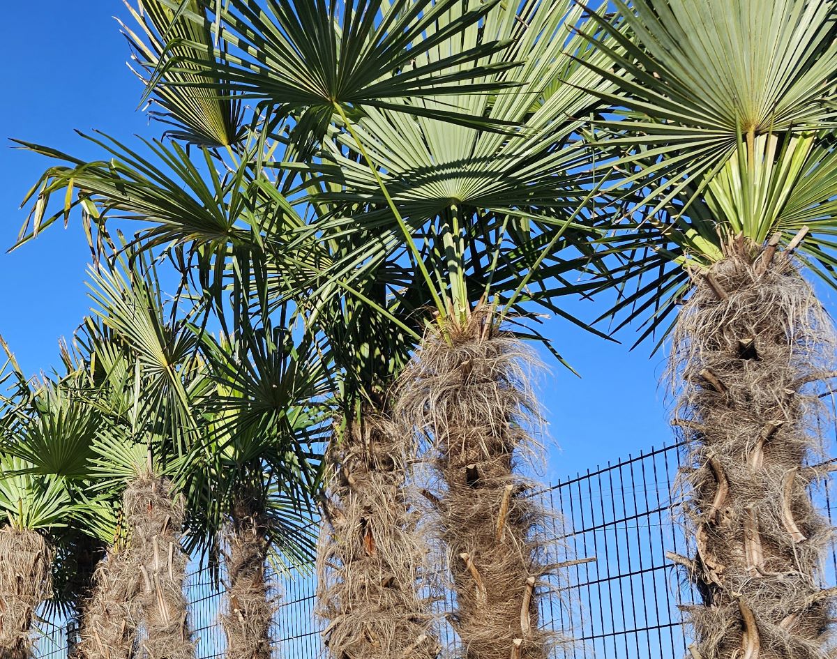 Pohľad na palmy rastúce pri plote.