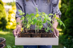 Vypestujte si paradajky od semiačka: Ako na silné a zdravé priesady a ktoré odrody sú najobľúbenejšie?