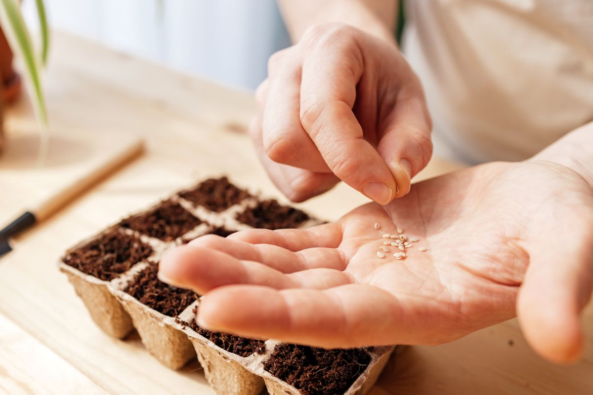 Detail na ženu pri sadení rastlín so semiačkami na dlani.