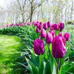 Záber na záhon fialových tulipánov