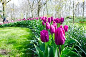 Záber na záhon fialových tulipánov