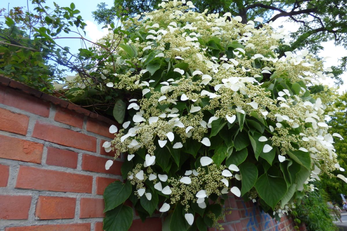 Hortenzia popínavá.