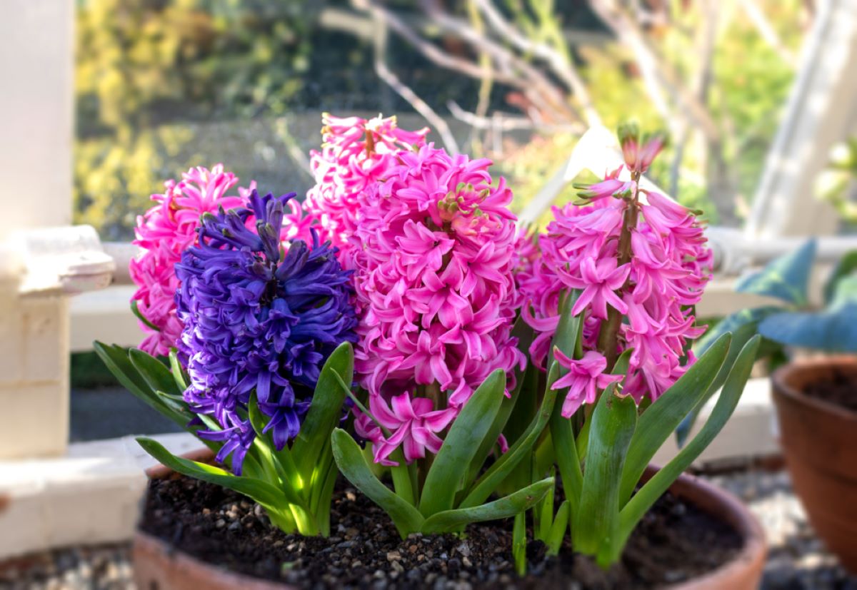 Ak ste hyacinty nesadili, poobzerajte sa po nich v obchodoch, kde ich na jar zvyknú predávať už vykvitnuté.
