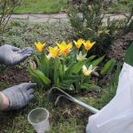 Záber na hnojenie tulipánov v záhrade.