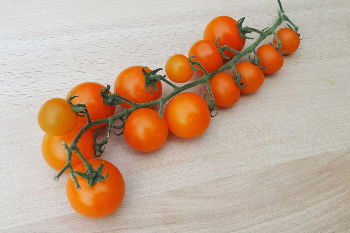 Paradajka tyčková cherry APRIKOLA F1
