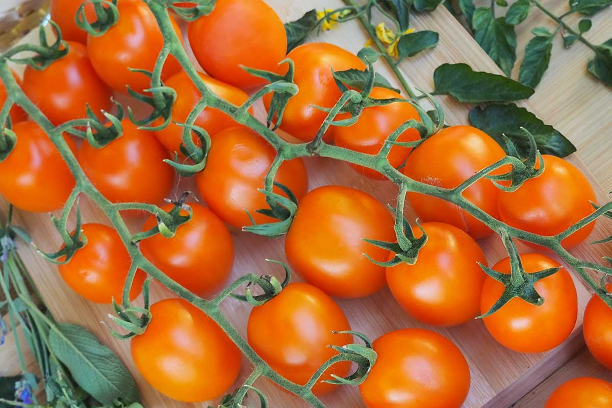 Paradajky tyčkové cherry APRIKOLA F1