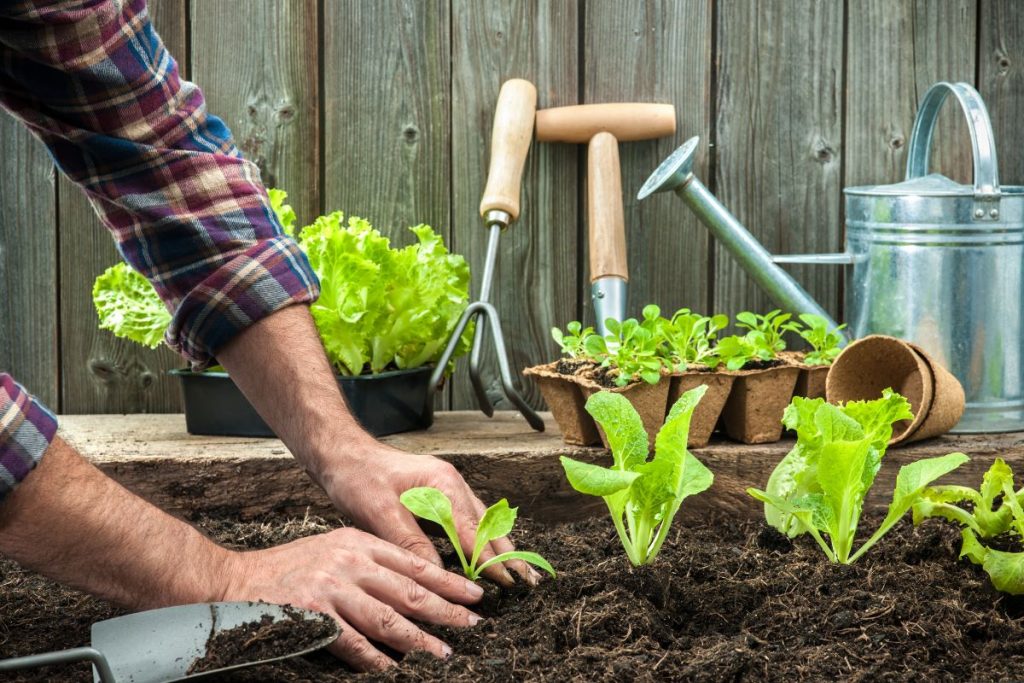 Toto by ste mali vedieť o pestovaní hlávkového šalátu: Ako sa oň správne starať a čím ochrániť listy pred slizniakmi?