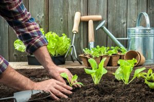 Vypestujte si hlávkový šalát od semiačka: Ako sa starať o sadenice a čím ochránite listy pred slizniakmi?