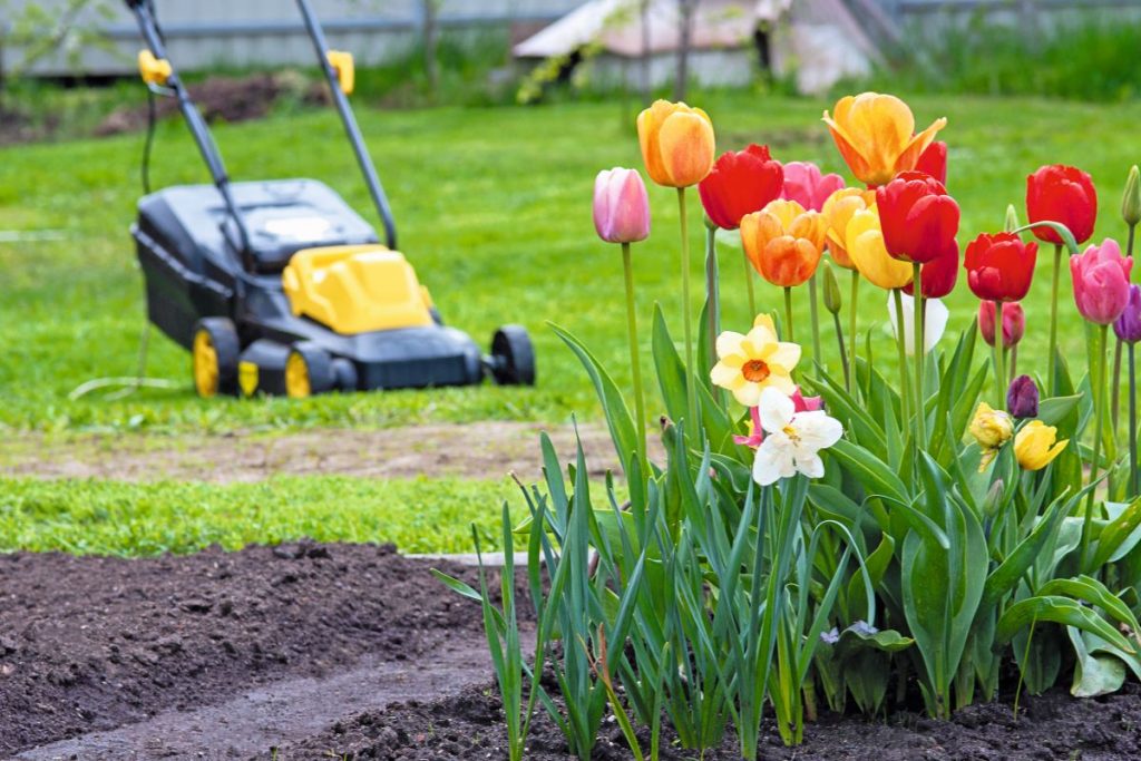 Záhrada s tulipánmi a kosačkou.