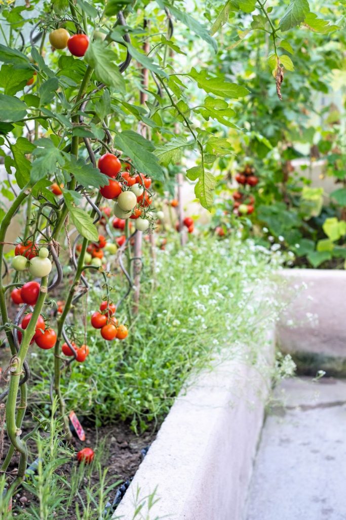 Detail na paradajky v záhone.