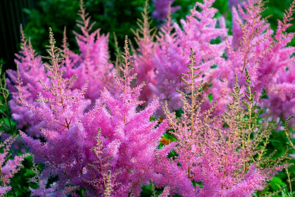 Astilbe.