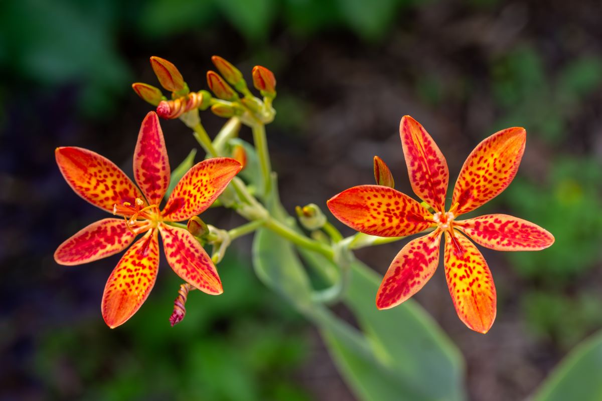 Angínovník čínsky (Iris domestica, Belamcanda chinensis) k nám prišla z Ázie.