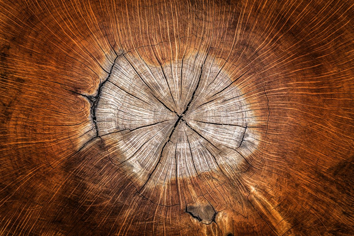 Detail na štruktúru dreva.