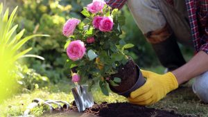 Teraz je čas na vysádzanie a rozmnožovanie ruží. Ako sa o ne správne postarať a čím ďalším obohatiť záhradu?