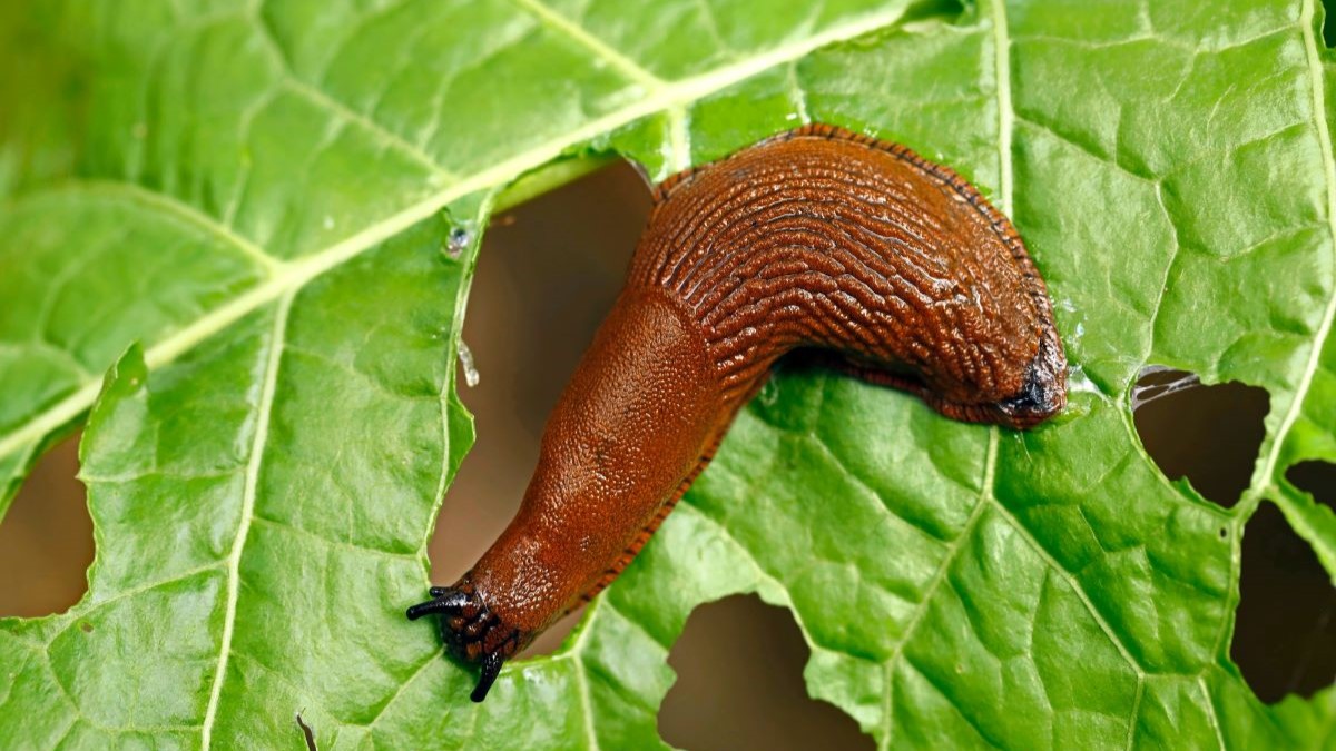 Slizniaky vyliezajú von hlavne po zotmení. Obľubujú vlhké a tmavé miesta.