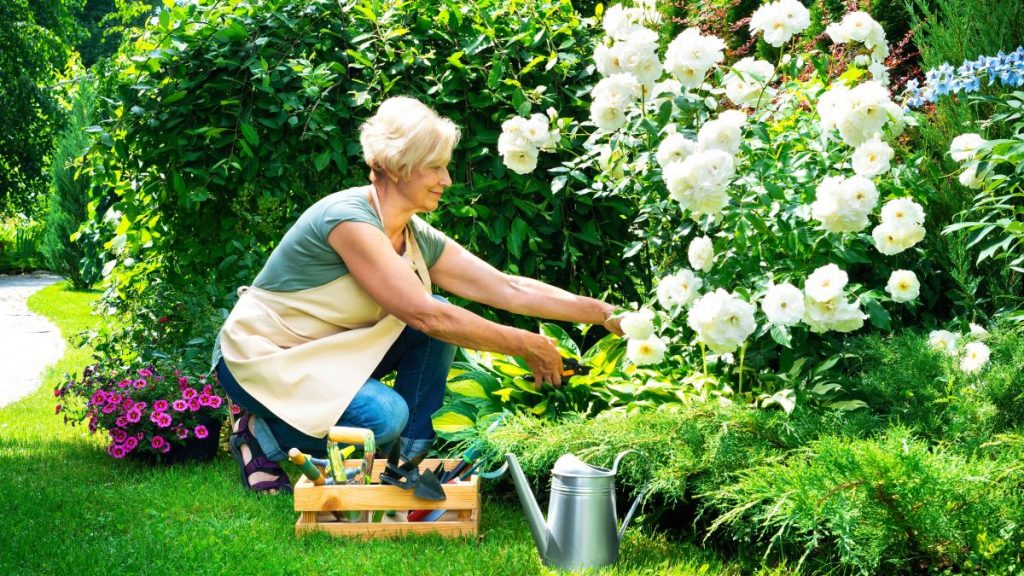 Staršia žena strihá biele ruže za slnečného dňa.