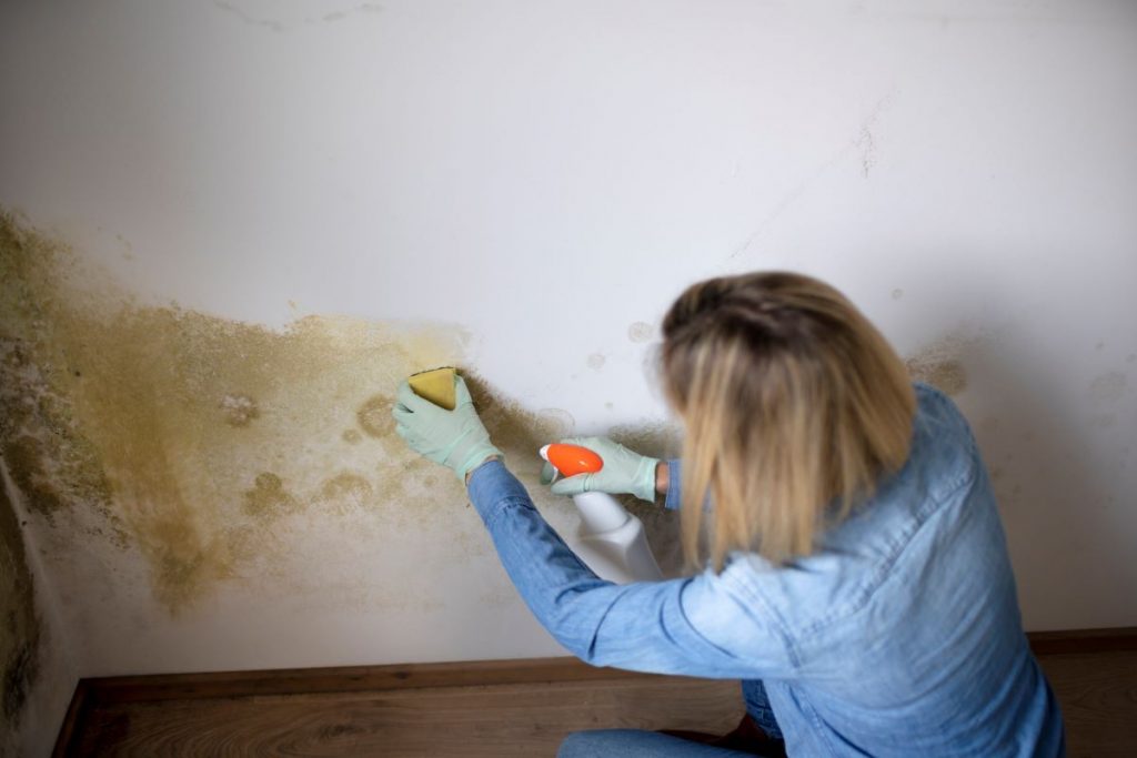 Žena čistí pleseň na stene pomocou prípravku v rozprašovači a špongie.