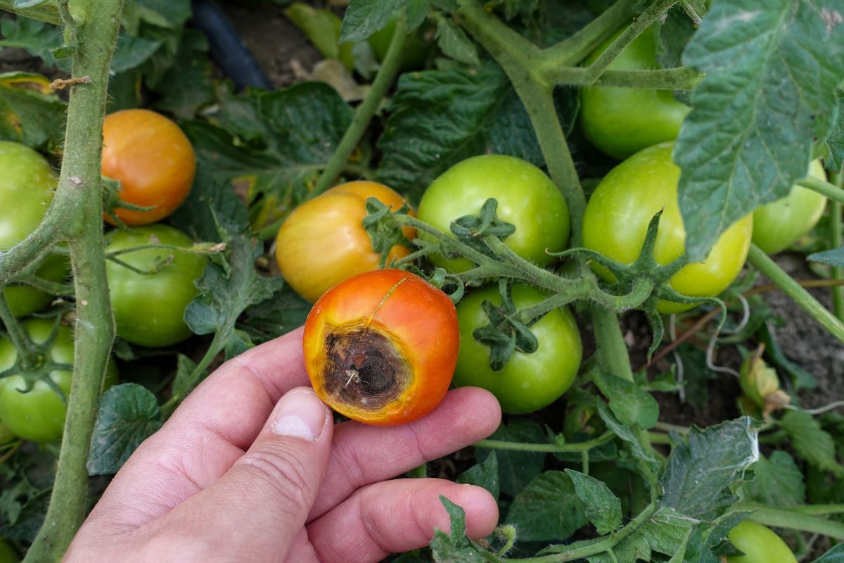 Detail na nedozretú paradajku na trse, postinutú hnilobou.