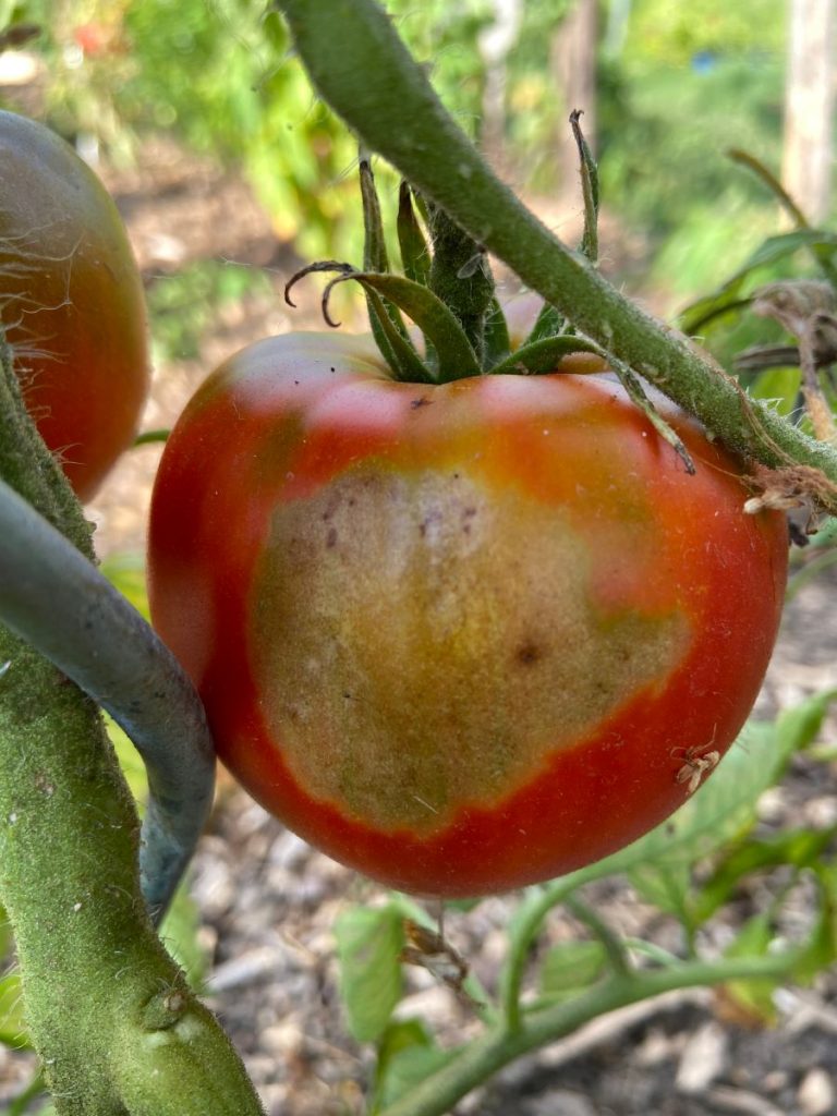 Detail na paradajku postihnutú slnečným úpalom.